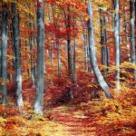 fall, forest, colorful, season, woods, trees, nature, landscape, autumn, outdoor, leaves, foliage, fall, fall, fall, forest, forest, autumn, autumn, autumn, autumn, autumn